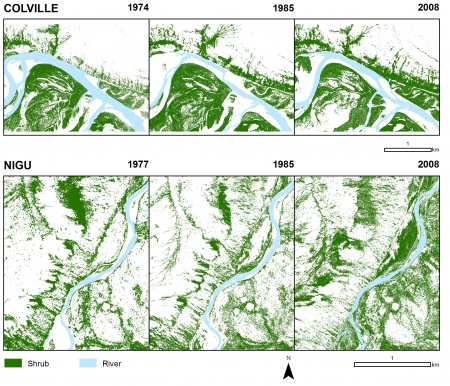 Results also show a strong association of floodplain shrub development with high topographic wetness and a decreasing average distance between shrubs and the riverbank, which suggests an interacting influence of substrate removal and stabilization as a consequence of increased vegetation cover. Image courtesy of Adam Naito.