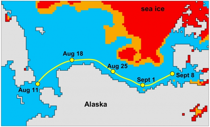 Figure 2: Cook&#39;s hypothetical progress along the coast of Alaska and northern Canada under sea-ice conditions of 2002 or later. The sea-ice coverage is shown for 18 August 2011, with red indicating dense pack ice, orange loose ice, and blue open water. Cook would have had plenty of time to return to the Bering Strait from the position of Sept 8: the coastal waters east of Point Barrow do not freeze up until late October nowadays. (Sea-ice data are from the National Snow and Ice Data Center in Boulder, CO). 