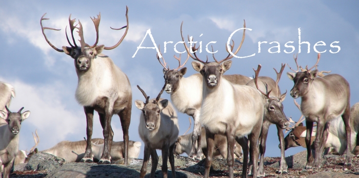 Arctic Studies Center featured research project &quot;Arctic Crashes&quot; is a collaborative study of polar animal fluctuations. Image courtesy of the Arctic Studies Center.