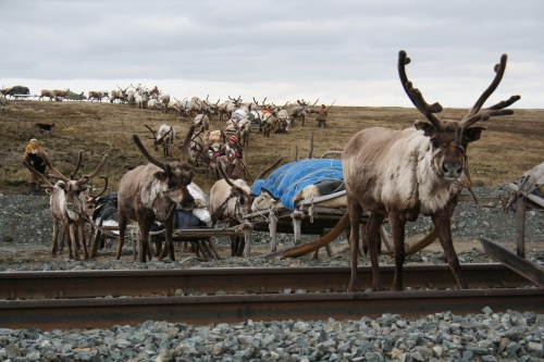 During many years the Arctic Centre has conducted field research at the Yamal Peninsula on the Siberian tundra. Reindeer herders there need to adapt to new conditions. Photo courtesy of Bruce Forbes.