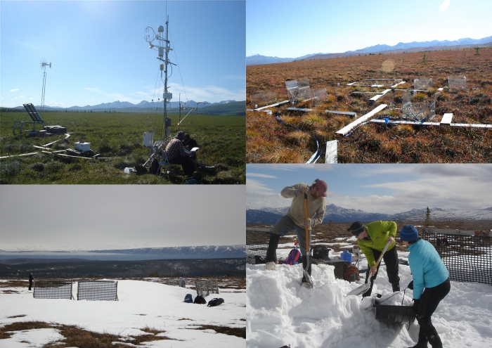 Figure 2. Clockwise from top left: A) Eddy covariance tower measuring landscape carbon dioxide and methane fluxes at the Permafrost Thaw Gradient; B) CiPEHR and DryPEHR with carbon dioxide flux chambers and air warming chambers during the growing season; C) CiPEHR in winter with snow fence and drifted snow passively warming soils and thawing permafrost; D) snow removal occurs in spring to maintain constant water inputs and constant spring melt date between warming and control plots. Images courtesy of Maurt