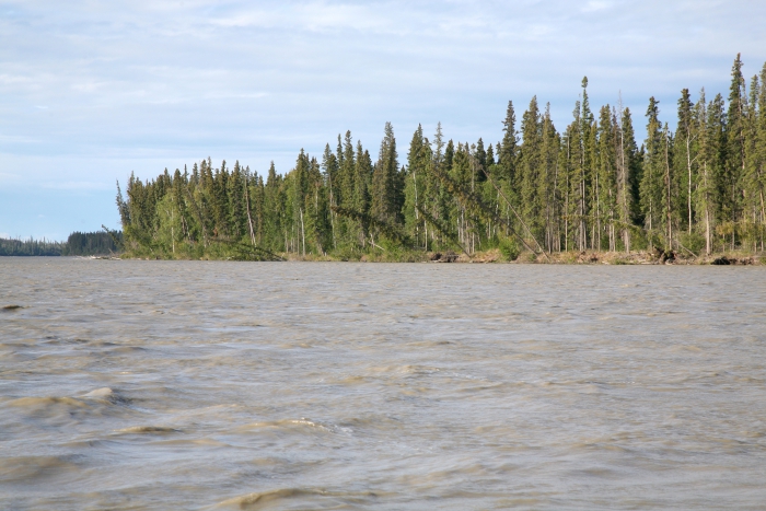A typical stand of white spruce along the Tanana River downriver from Fairbanks, Alaska shows eroding banks due to shifting currents. Photo courtesy of Glenn Juday.