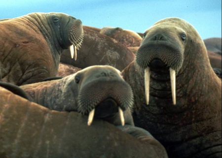 Young walruses on ice in the Chukchi Sea. Photo courtesy of Brendan Kelly.