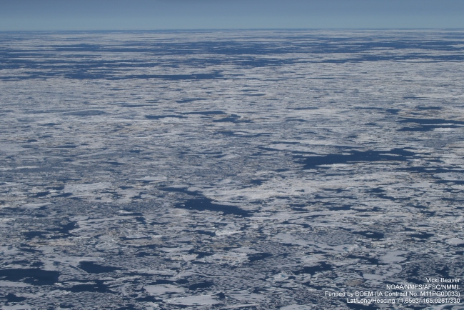 Figure 6. Ice conditions from a NOAA Marine Mammal Survey Flight, 6 August 2014 in the Chukchi Sea (71.66N 165.03W) inside the ice edge looking NW. Note the heavily ponded first-year ice with ponds penetrating through the entire ice thickness.