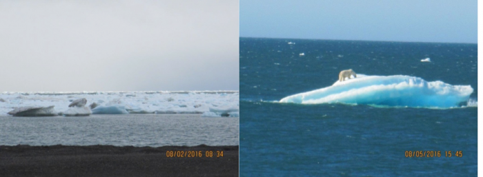 Figure 10: Photographs of lingering deformed ice along the coast of the Chukchi Sea at Barrow, Alaska on 2 August 2016, and a polar bear atop such an ice flow. Photos courtesy of Billy Adams, North Slope Borough Department of Wildlife Management.