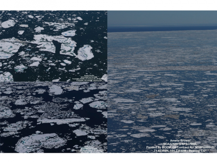 Figure 9: Mosaic of aerial photographs of Chukchi Sea ice conditions northwest of Barrow, Alaska on 21 July 2016. Photo inserts on the left show details of ice at an advanced stage of melt with melt ponds penetrating through ice cover (bottom left) and remnants of deformed, thicker ice (top left). (Photos courtesy of NOAA Aerial Surveys of Arctic Marine Mammals program)