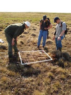 Paul Grogan (at left), an ecologist from Queens University, collaborates with Darwyn Coxson on an IPY project called Climate Change Impacts on Canadian Arctic Tundra Ecosystems: Interdisciplinary and Multi-scale Assessments. In this picture, Grogan and students from UNBC and Queens University make plot based assessments of nitrogen fixing plants near Daring Lake. The site is located about 300 miles northeast of Yellowknife in the Northwest Territories. Photo by Darwyn Coxson.