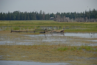 Increased precipitation and warming permafrost render hayfields unuseable