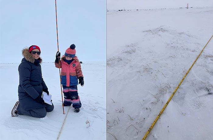 Figure 4. On left, Melissa Ward Jones and Lillian Jones measuring snow depths along two transects in Utqiaġvik in May 2023. On right, vegetation seen poking through the thin cover of snow on a polygon center. Photo left courtesy of Ben Jones, photo right courtesy of Melissa Ward Jones.