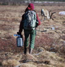 Caribou field research