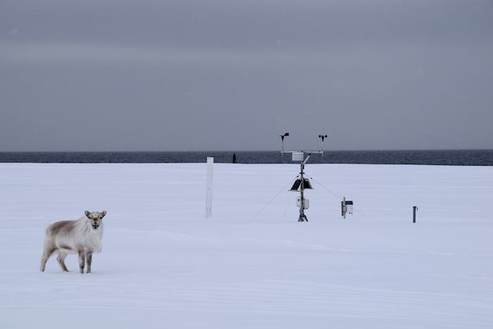 Figure 2. A caribou visits the automatic Weather Station located close to Nicolaus Copernicus University Polar Station on Kaffiøyra, Svalbard, Norway. Photo courtesy of K. Greń.