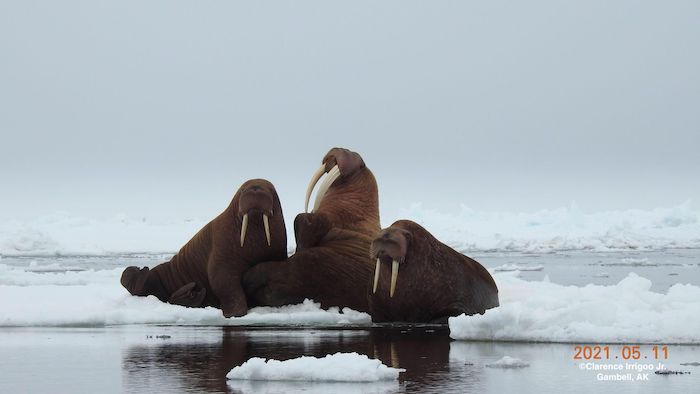 Figure 3. Walrus resting on the ice near Gambell, Alaska on 11 May 2021 courtesy of Sea Ice for Walrus Outlook Observer, Clarence Irrigoo, Jr. 