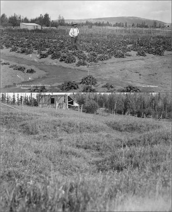 Figure 3. Top image, taken some time between 1905 and 1918, shows John Scharle&#39;s Strawberry Ranch in Fairbanks. Bottom image, taken in 1939 at the Experimental Farm in Fairbanks, now part of the University of Alaska Fairbanks, shows land surface subsidence from ground ice melt in the field, which was originally level in 1932. Photos (UAF-1989-166-552 and UAF-1968-4-1346) are courtesy of the Alaska and Polar Region Collections and Archives at the University of Alaska Fairbanks.