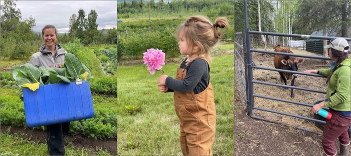 Figure 7. Three examples of Permafrost Grown project study sites. Sites are focused on in-the-ground farming and include vegetables, peonies, and livestock. Photos are all taken at different farm sites within the Fairbanks area. Left image shows Principal Investigator (PI) Melissa Ward Jones holding a cooler filled with recently harvested Kohlrabi; middle image shows her two-year old daughter, Lillian, holding a bloomed peony flower; and right image shows co-PI Glenna Gannon with a dairy cow. Photo on left 