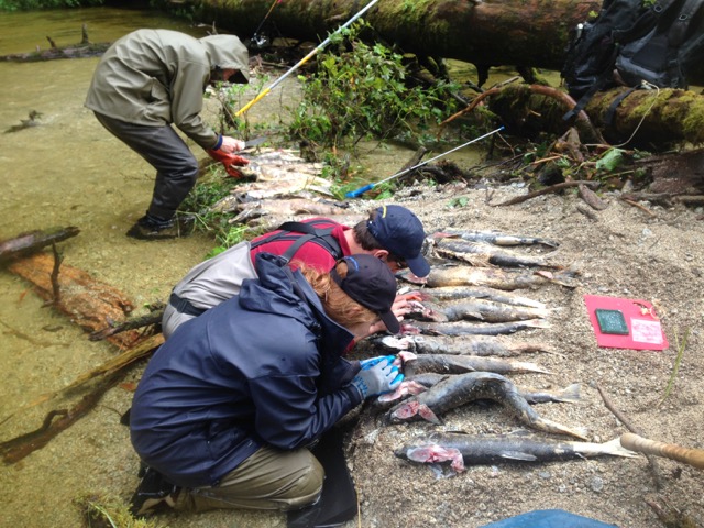Field technicians sample spawned chum salmon to look at genetic and ecological interactions between hatchery and wild stocks. Photo courtesy of the Sitka Sound Science Center.