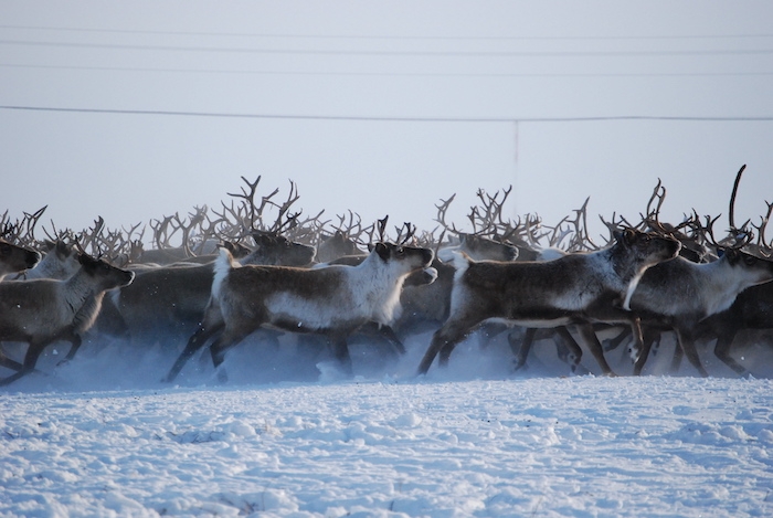 Photo 7. Reindeer from local herd in winter. Photo courtesy of Danielle Slingsby.