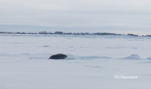 A seal rests on the sea ice near Shishmaref, Alaska. Photo courtesy of Curtis Nayokpuk.