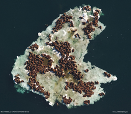 Walrus Herd on Floating Ice
