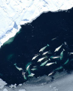Beluga whales in the Bering Sea