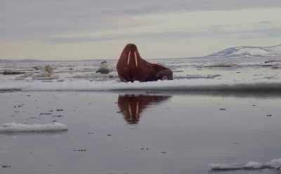 25 May 2016, a walrus lounges on an ice floe off the coast of Wales, Alaska. Photo courtesy of Amos Oxereok.