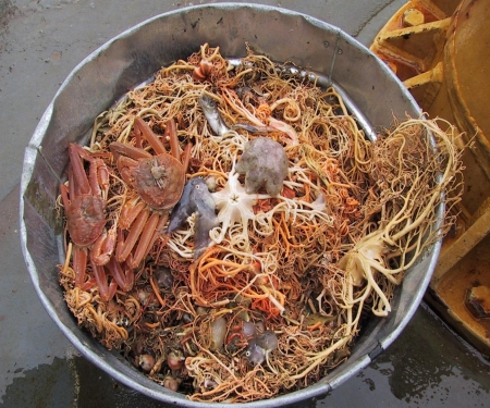 Figure 1. Benthic grab from the bottom of the Bering Sea showing the diversity of organisms, many of which are calcifiers that could be impacted by ocean acidification. Photo courtesy of Jeremy Mathis.