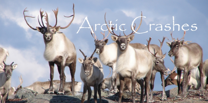 Arctic Studies Center featured research project "Arctic Crashes" is a collaborative study of polar animal fluctuations. Image courtesy of the Arctic Studies Center. Arctic Studies Center featured research project "Arctic Crashes" is a collaborative study of polar animal fluctuations. Image courtesy of the Arctic Studies Center.