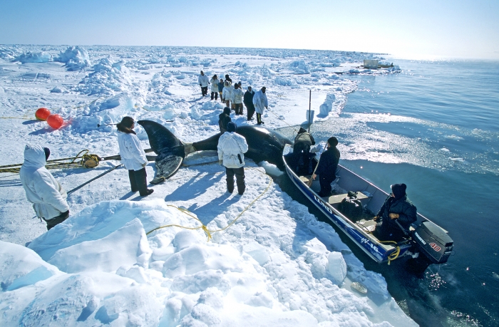 The art, ceremony, and spiritual beliefs associated with whaling traditions are explored in the online exhibit "Sharing Knowledge." Image courtesy of the Arctic Studies Center. The art, ceremony, and spiritual beliefs associated with whaling traditions are explored in the online exhibit "Sharing Knowledge." Image courtesy of the Arctic Studies Center.
