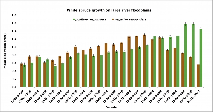 Figure 4 shows mean ring width growth of floodplain white spruce across Alaska by decade since the late 18th century. The mean ring width of negative responders has declined markedly since the 1970s when temperatures warmed. Positive responders (trees growing more as temperatures increase), mainly in downriver western Alaska, have grown larger average rings than Interior trees since the 1970s. Image courtesy of Glenn Juday.
