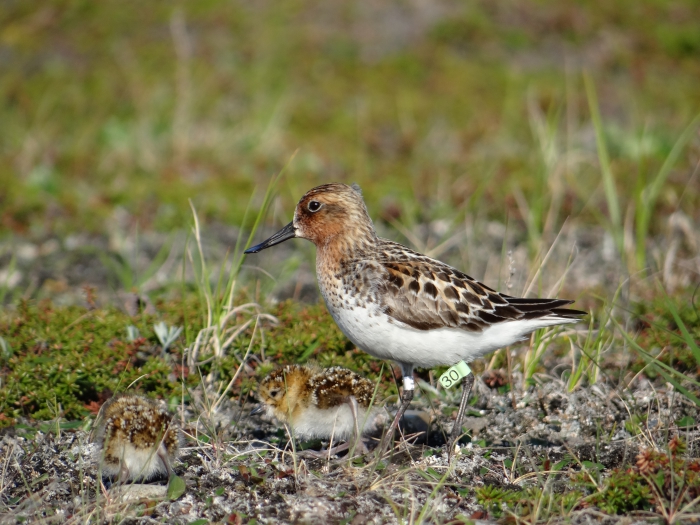 Spoon-billed Sandpiper, male &#39;30&#39; leading chicks into the tundra, Chukotka, Russia 2015. Photo courtesy of Pavel Tomkovich.
