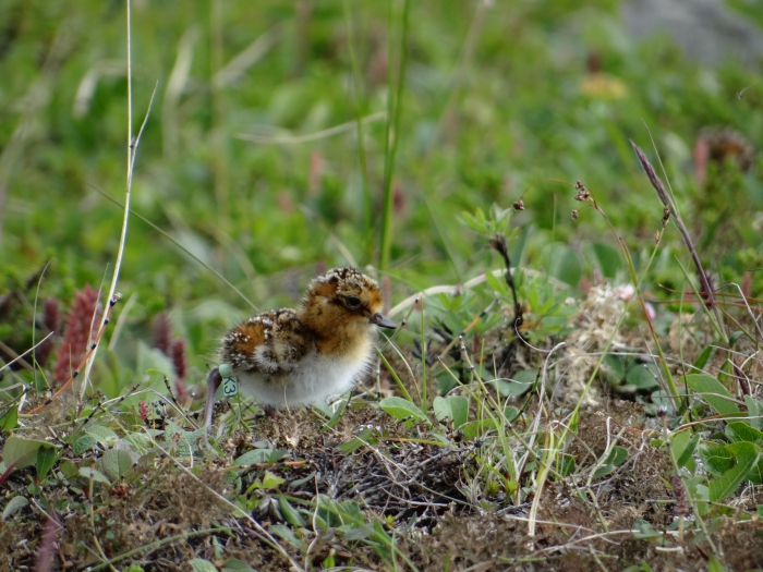 Newly hatched spoon-billed Sandpiper &quot;K3&quot; of the 2015 generation, Chukotka, Russia 2015. Photo courtesy of Pavel Tomkovich.