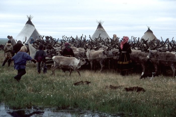 Nenets women and children herd reindeer into a temporary corral. These nomadic, pastoral herders have been in western Siberia, Russia, for over a thousand years, but changes such as industrial development, climate change and socio-economic upheaval may threaten their lifestyle. Photo courtesy of B.C. Forbes, Arctic Centre, University of Lapland.