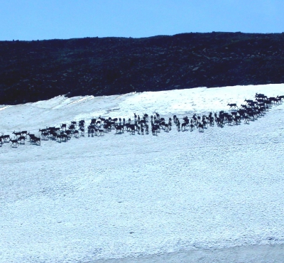  A herd of caribou crosses an ice patch. Photo courtesy of the Government of Yukon, Canada.