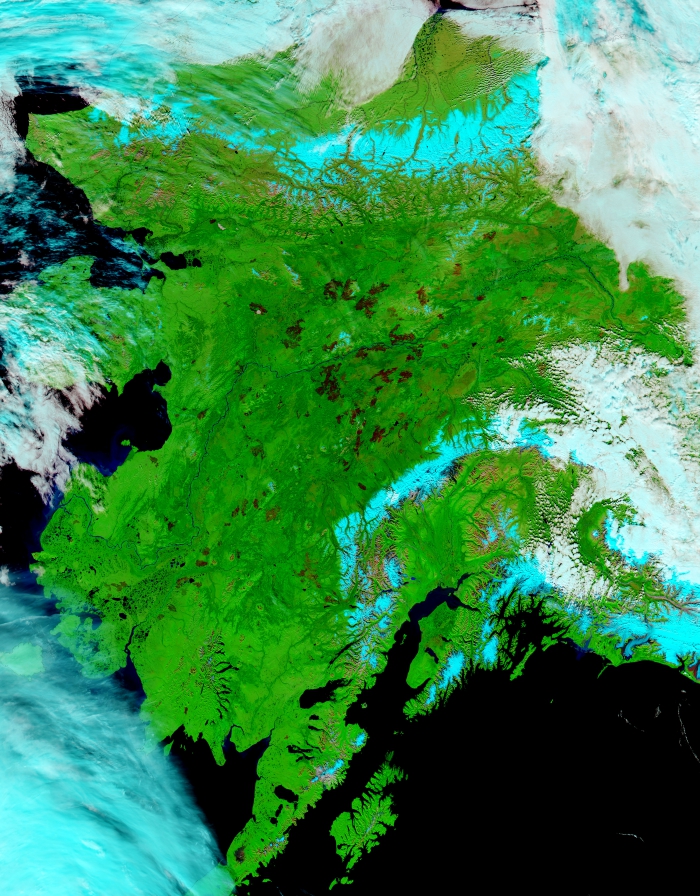 Figure 2: MODIS image of Alaska, taken 1 September 2015, shows more than five million acres of burn scars from the 2015 season as dark red patches. NASA image courtesy of Jeff Schmaltz, MODIS Rapid Response Team.