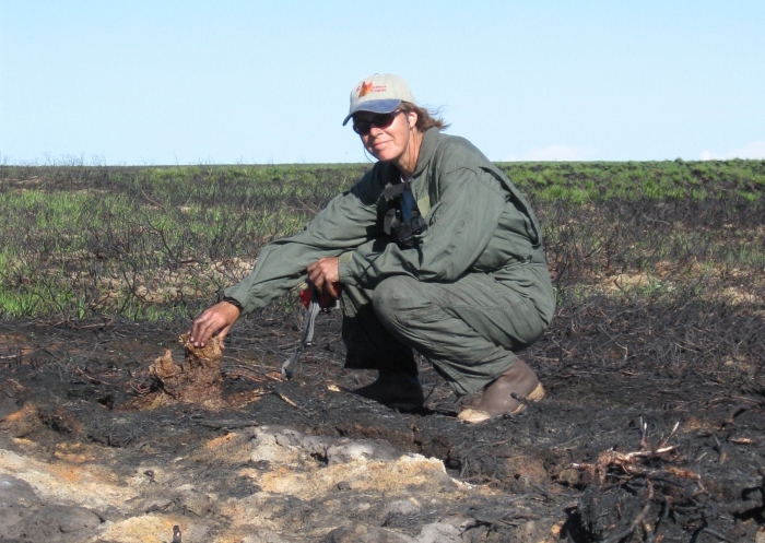 Figure 3: AFSC fire ecologist Randi Jandt examining fire effects on tundra one year after the 2007 Anaktuvuk River fire. Photo courtesy of Randi Jandt.
