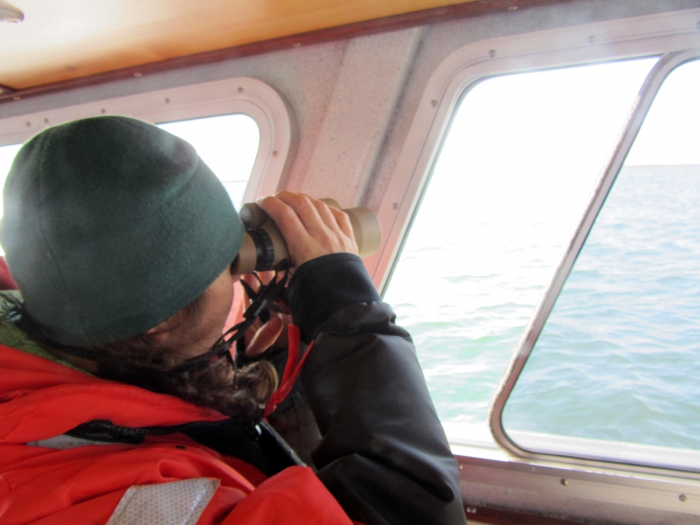 ABR provided expert observers to locate and identify threatened Steller’s Eiders and marine mammals (especially cetaceans) occurring near the tracklines of seismic survey ships working in Cook Inlet. We helped the ships stay within their permit guidelines for both the Endangered Species Act and the Marine Mammal Protection Act. Photo courtesy of ABR, Inc.