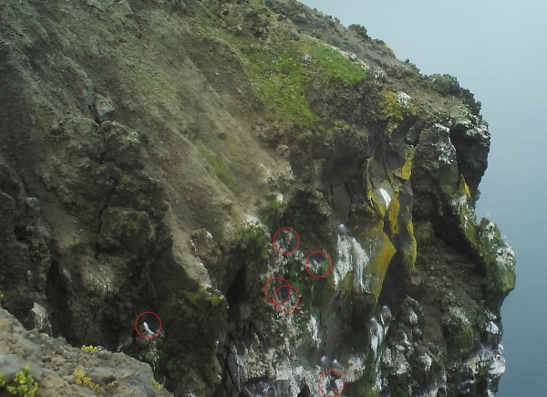 Compiled image of murre nests.