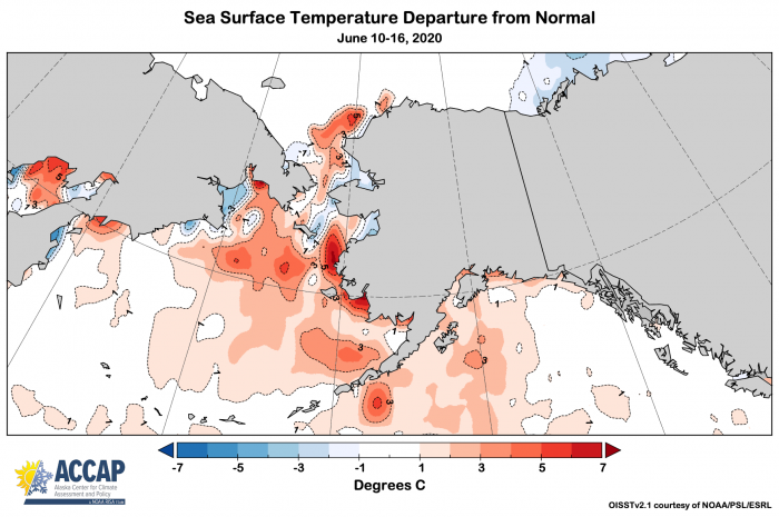 Figure 15b. 17 June sea surface temperature departures in the Alaska seas. Image courtesy of Richard Thoman, IARC/UAF.