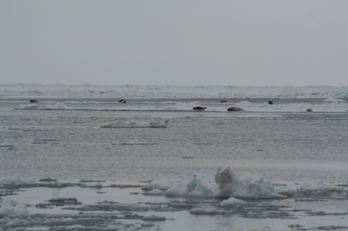 Bearded seals resting on ice