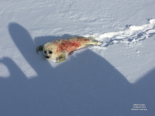 Newborn seal