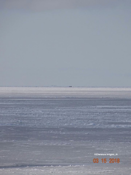 Walrus offshore from Gambell