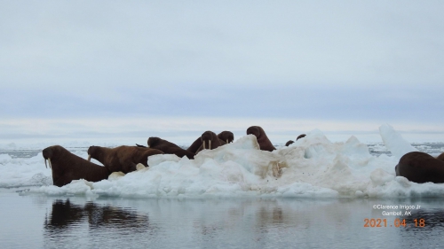A group of walrus resting on the ice.