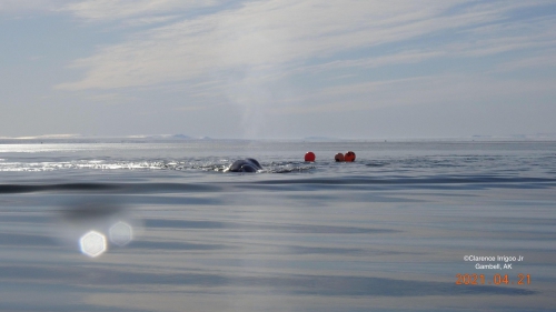 A bowhead whale at the surface.