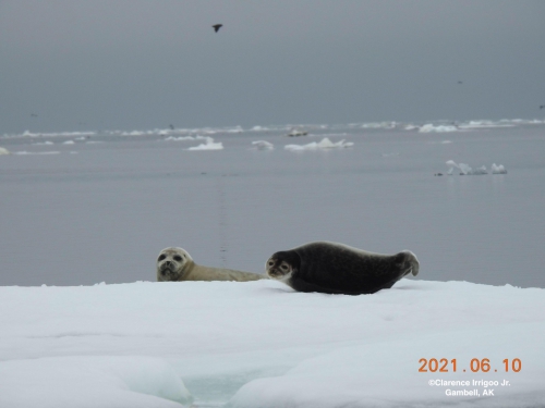 Seals on the ice near Gambell, AK.