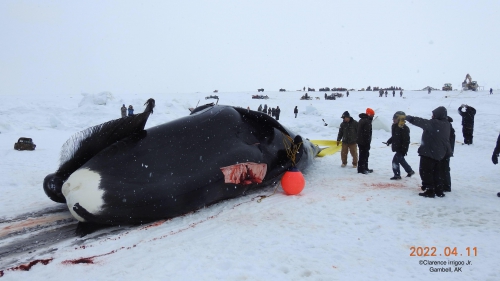 Bowhead whale landed in Gambell.