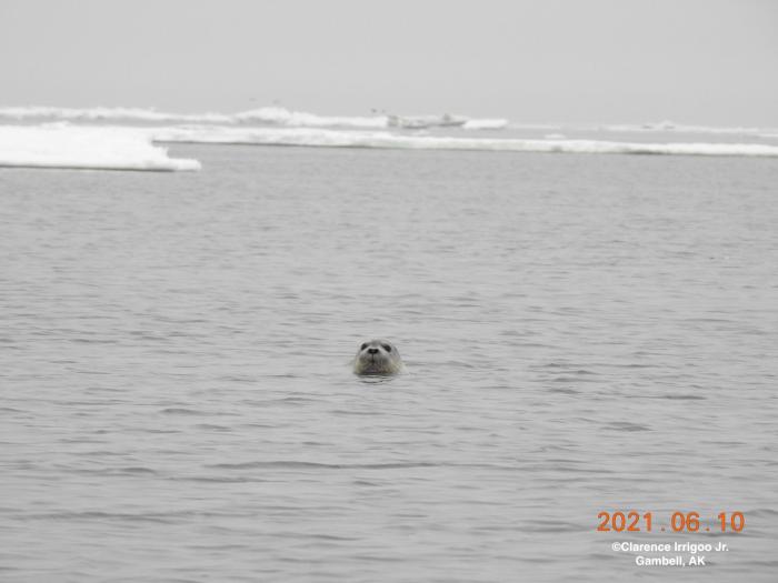 Bearded seal near Gambell.