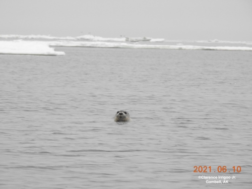 Young bearded seal near Gambell, AK.