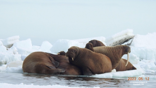 Walrus resting on the ice near Gambell.