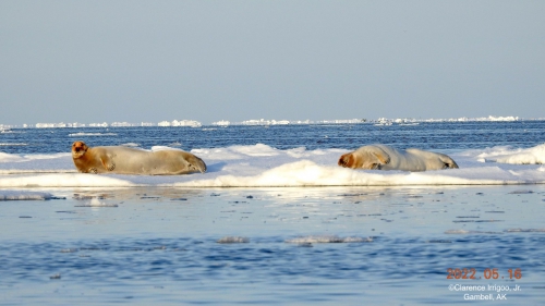 Bearded seals resting on ice near Gambell.