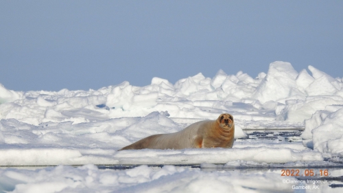 Bearded seal on the ice near Gambell.