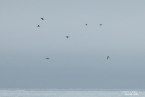 Kittiwakes near Gambell on 18 April 2023. Photo courtesy of Clarence Irrigoo, Jr.